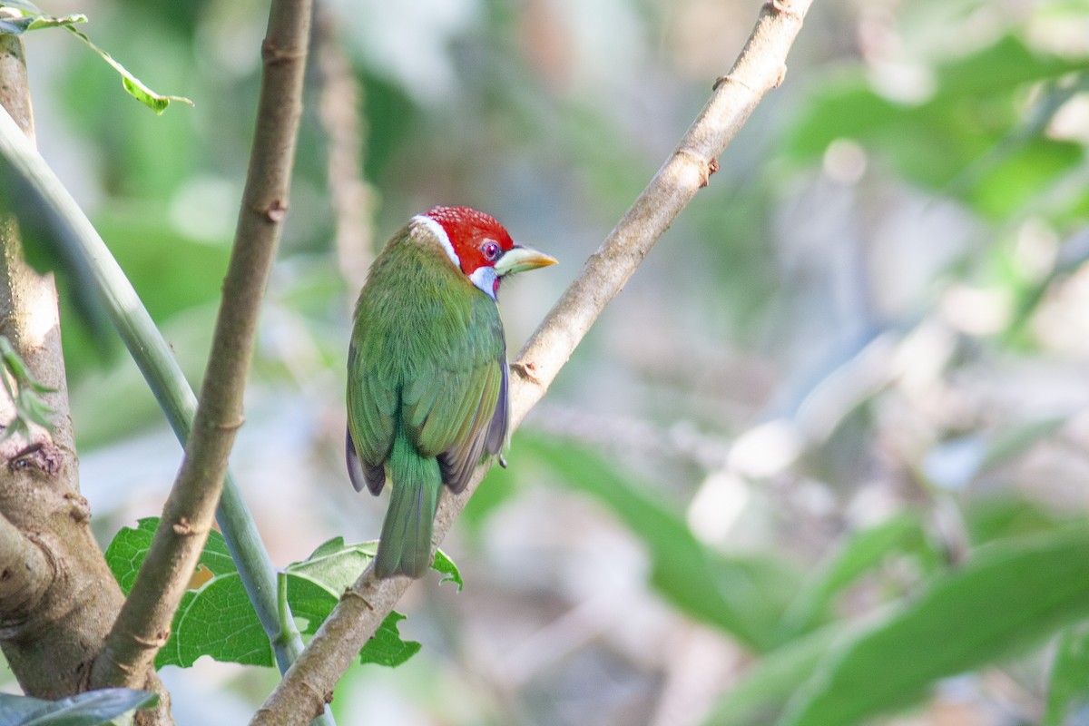 Versicolored Barbet - ML637868199