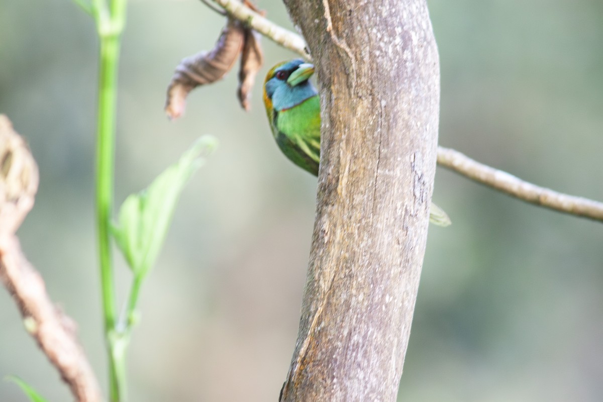 Versicolored Barbet - ML637868201