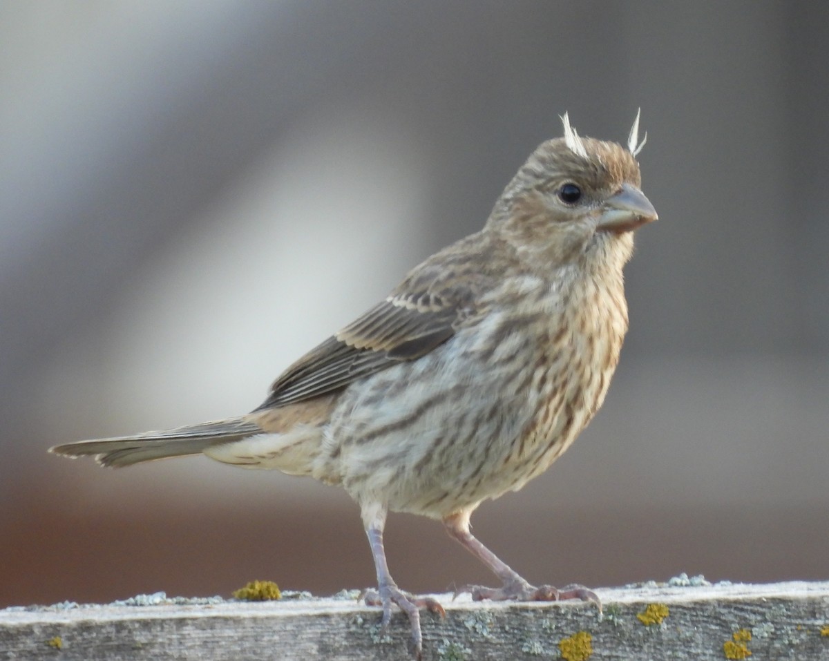 House Finch - ML637868254