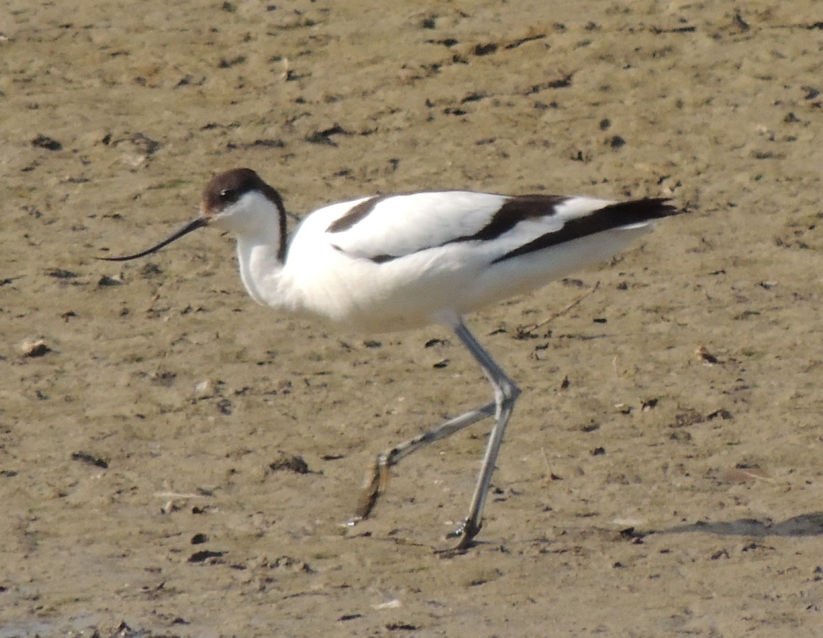 Pied Avocet - ML637868292