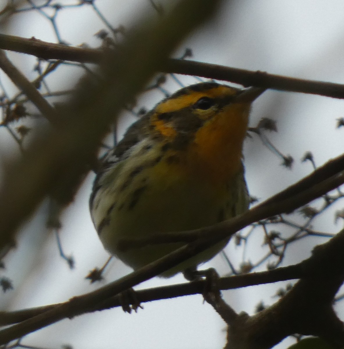 Blackburnian Warbler - ML637868299