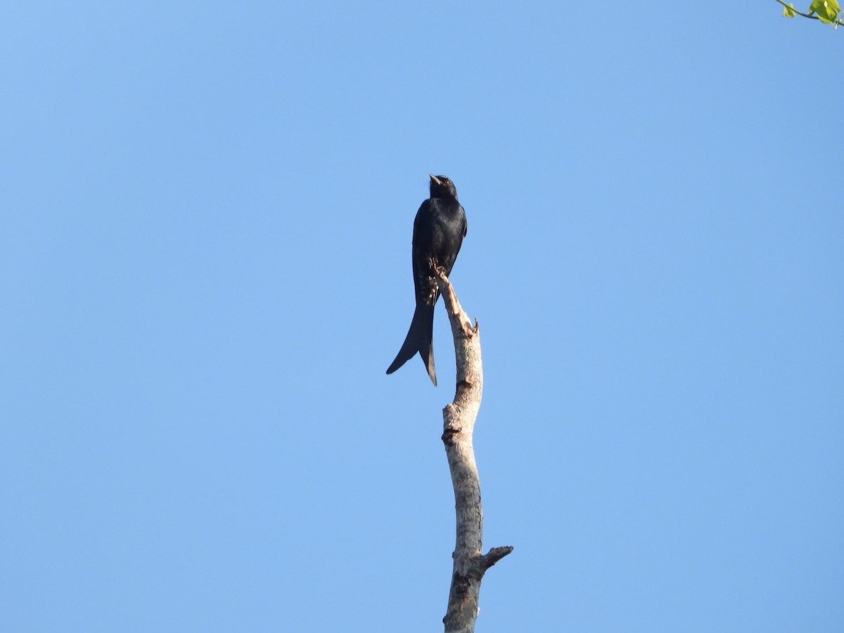 Black Drongo - ML637868301