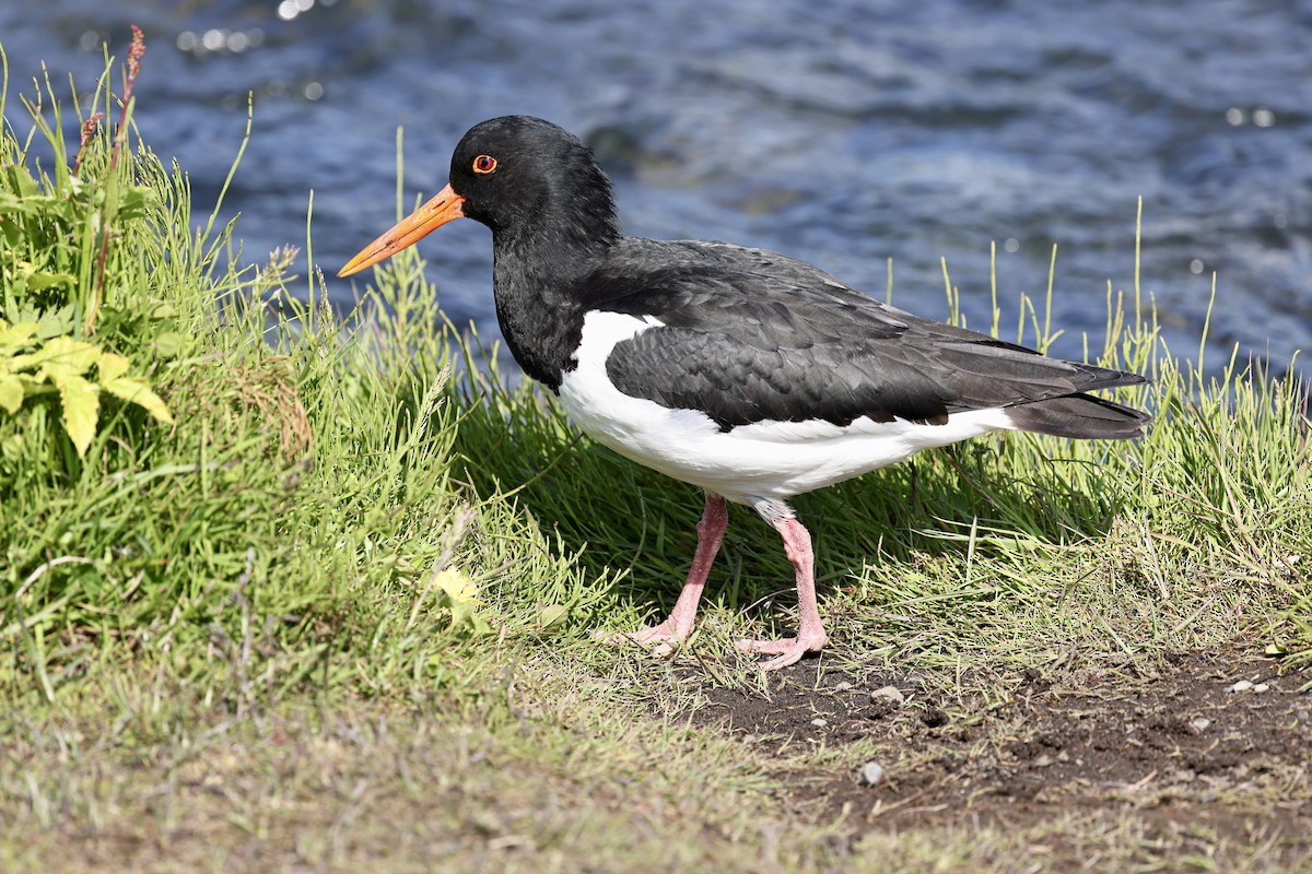 Eurasian Oystercatcher - ML637868302