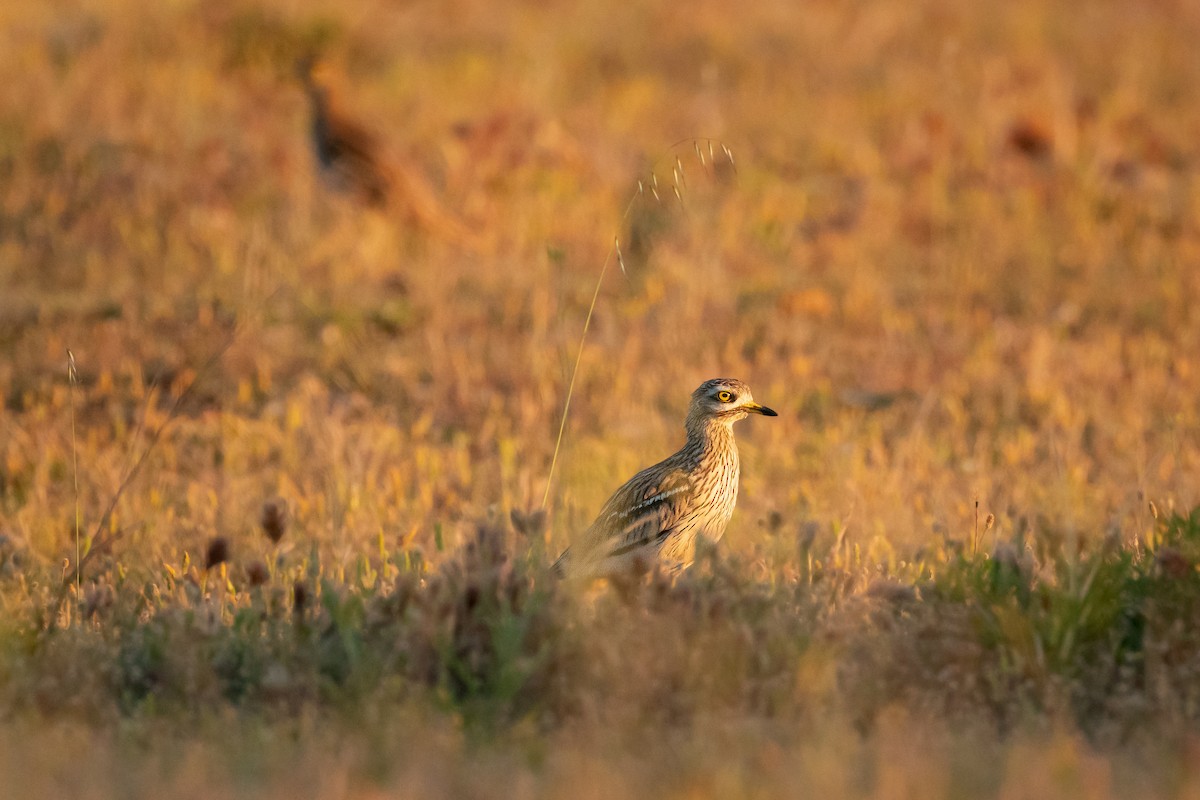 Eurasian Thick-knee - ML637868303