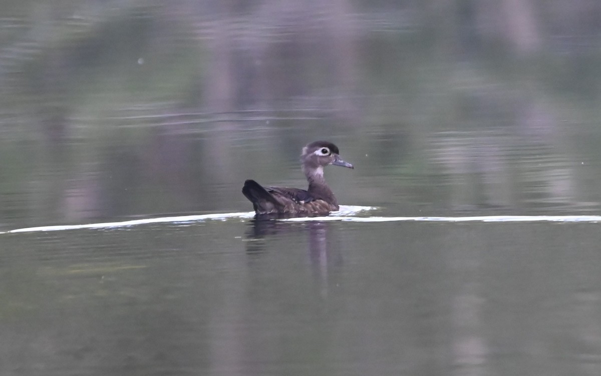 Wood Duck - ML637868304