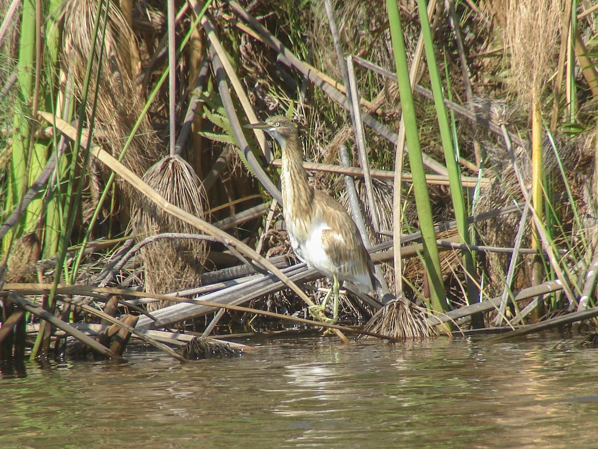 Squacco Heron - ML637868305
