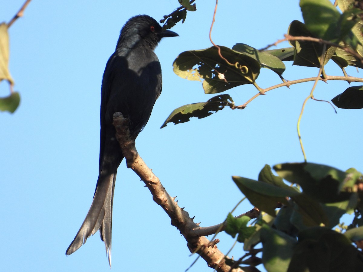 Ashy Drongo - ML637868306