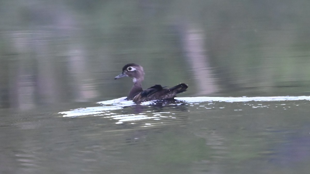 Wood Duck - ML637868307