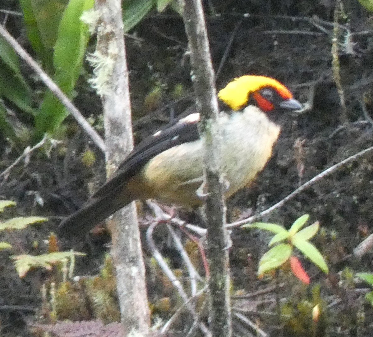 Flame-faced Tanager - ML637868309