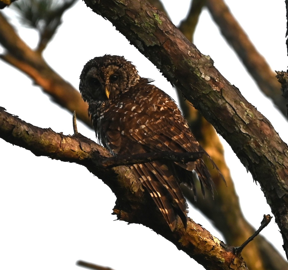 Barred Owl - ML637868314