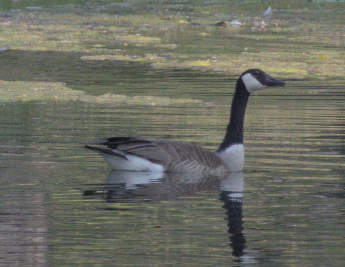 Canada Goose - ML637868315