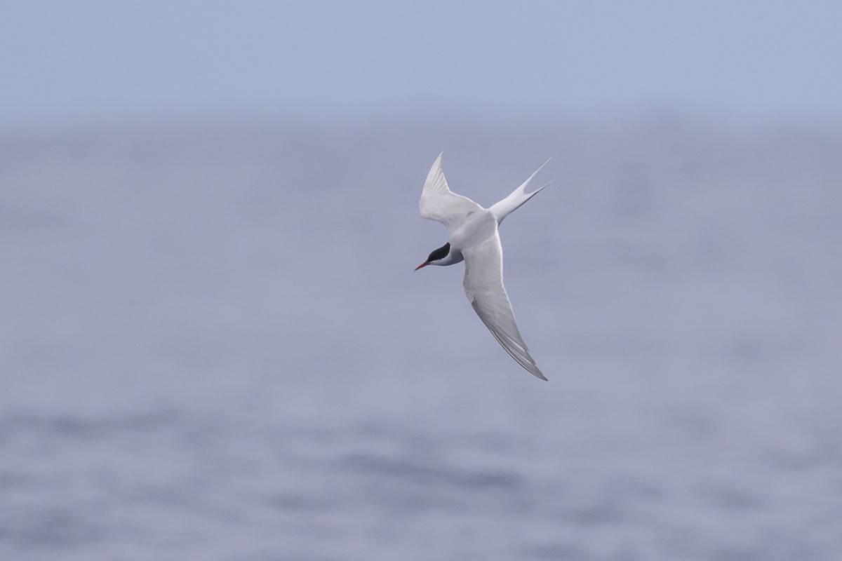 Arctic Tern - ML637868316