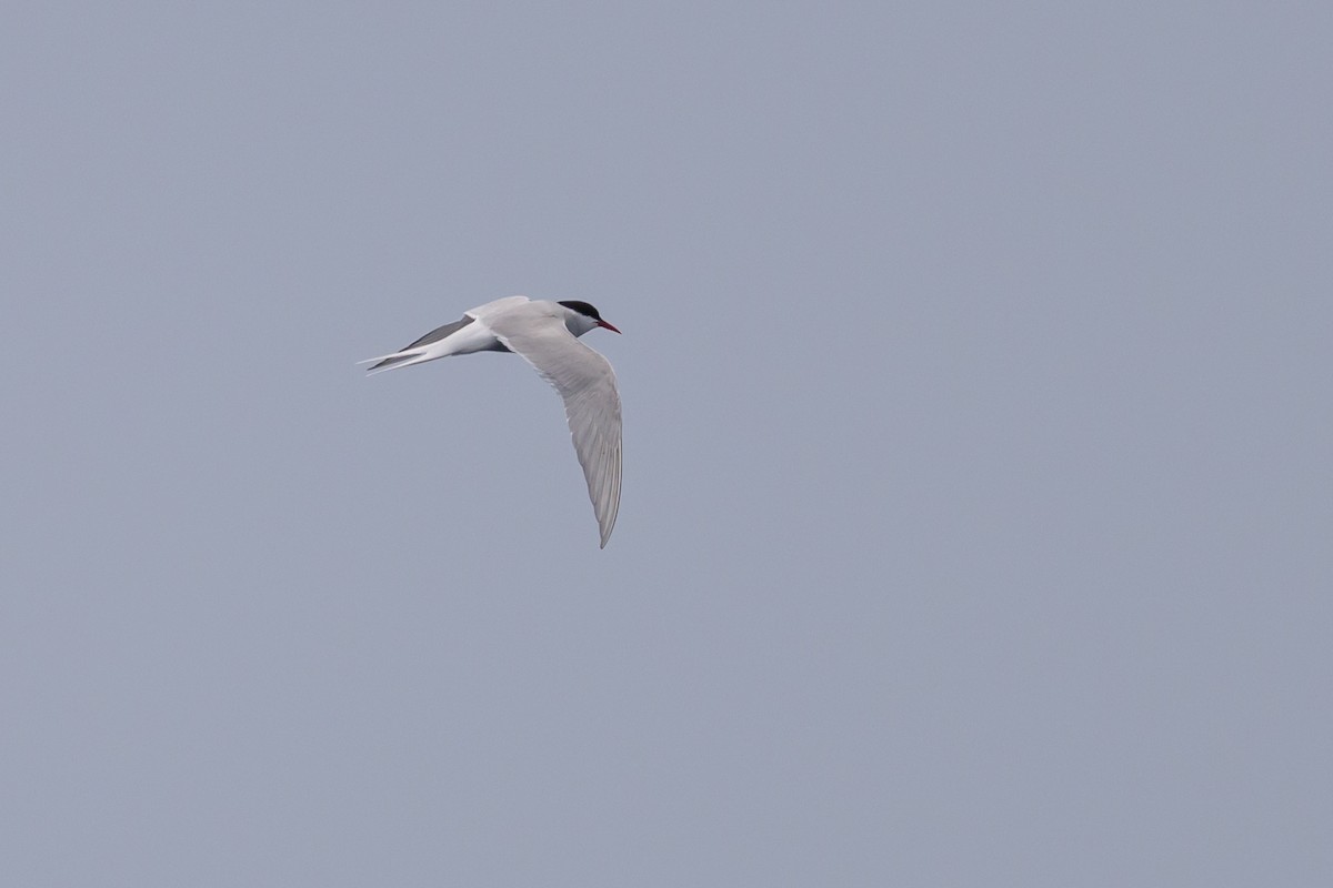 Arctic Tern - ML637868317