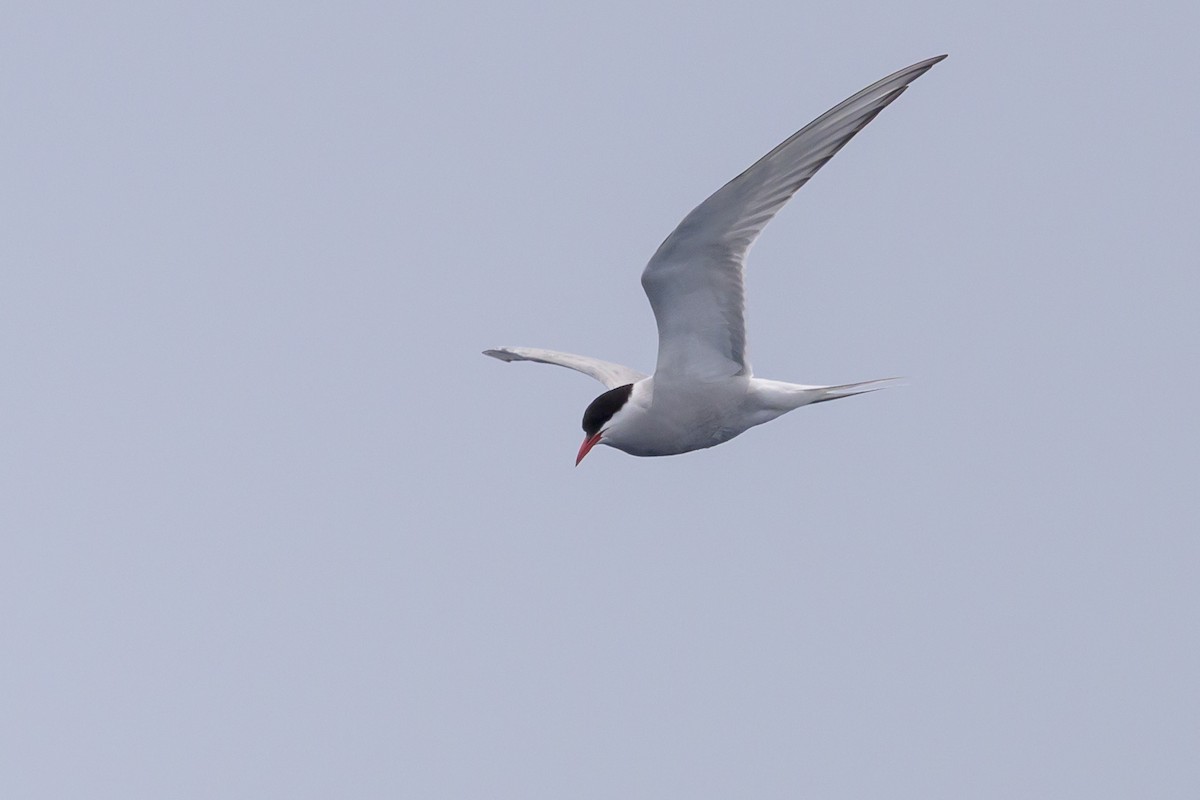 Arctic Tern - ML637868318