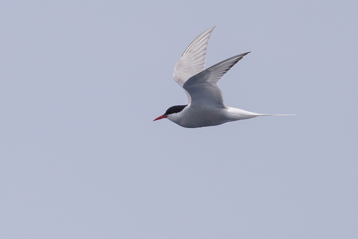 Arctic Tern - ML637868320
