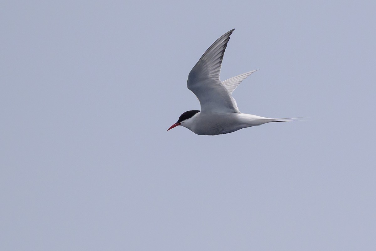 Arctic Tern - ML637868321
