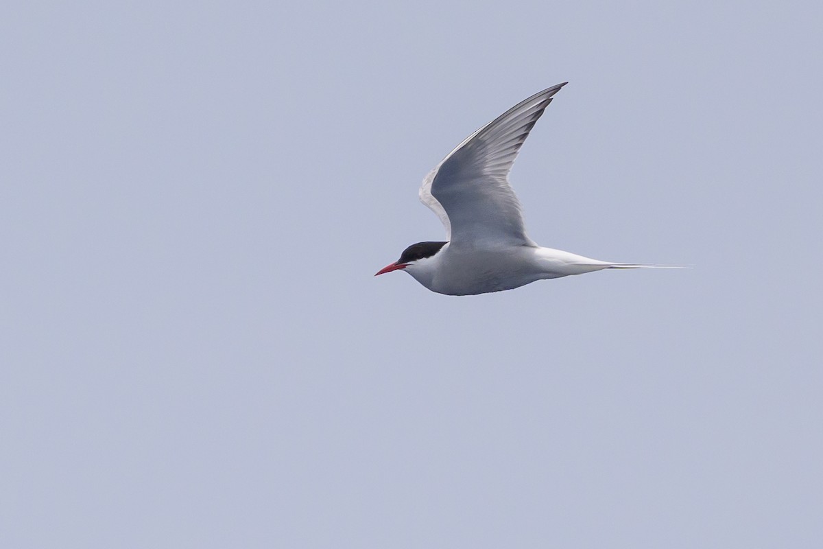 Arctic Tern - ML637868322