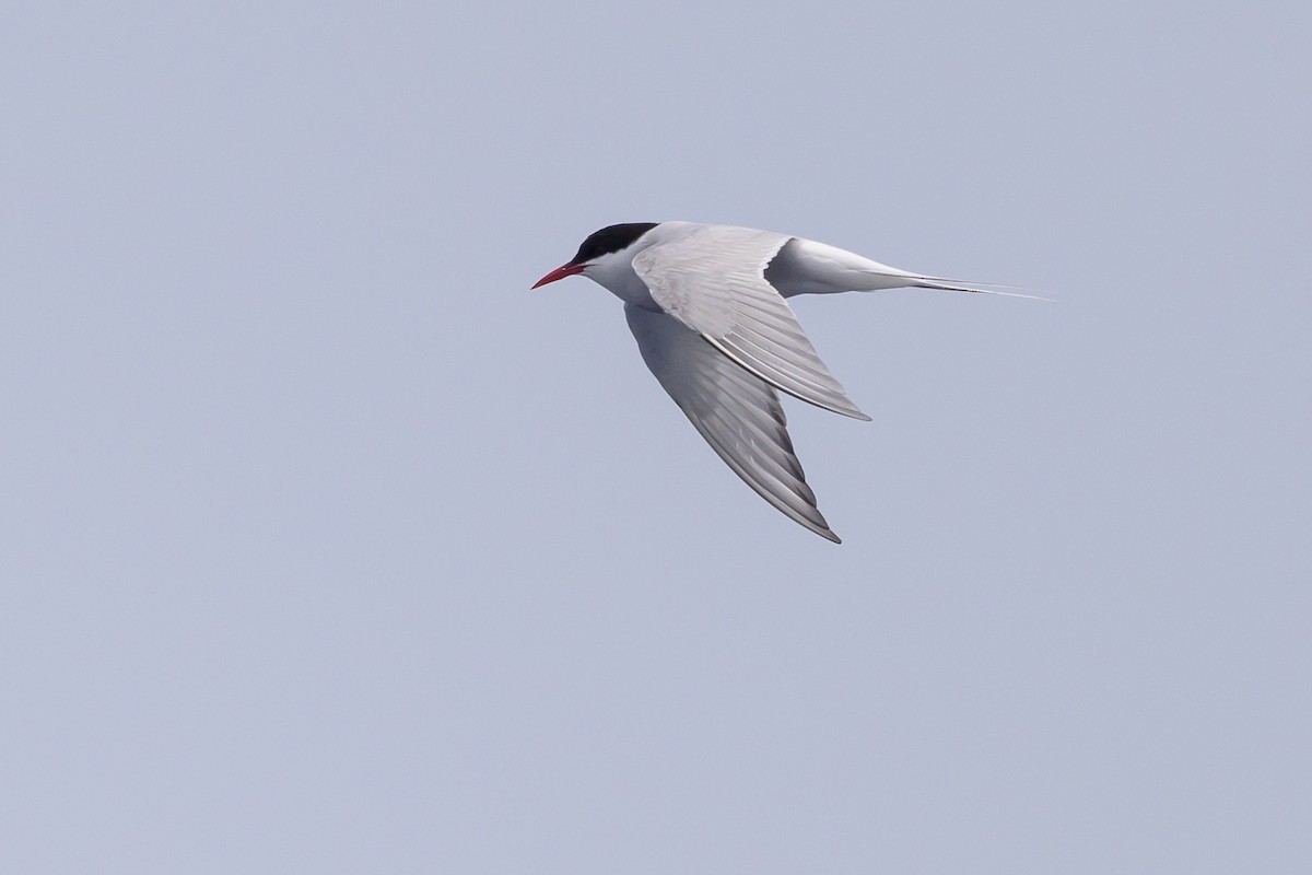 Arctic Tern - ML637868323