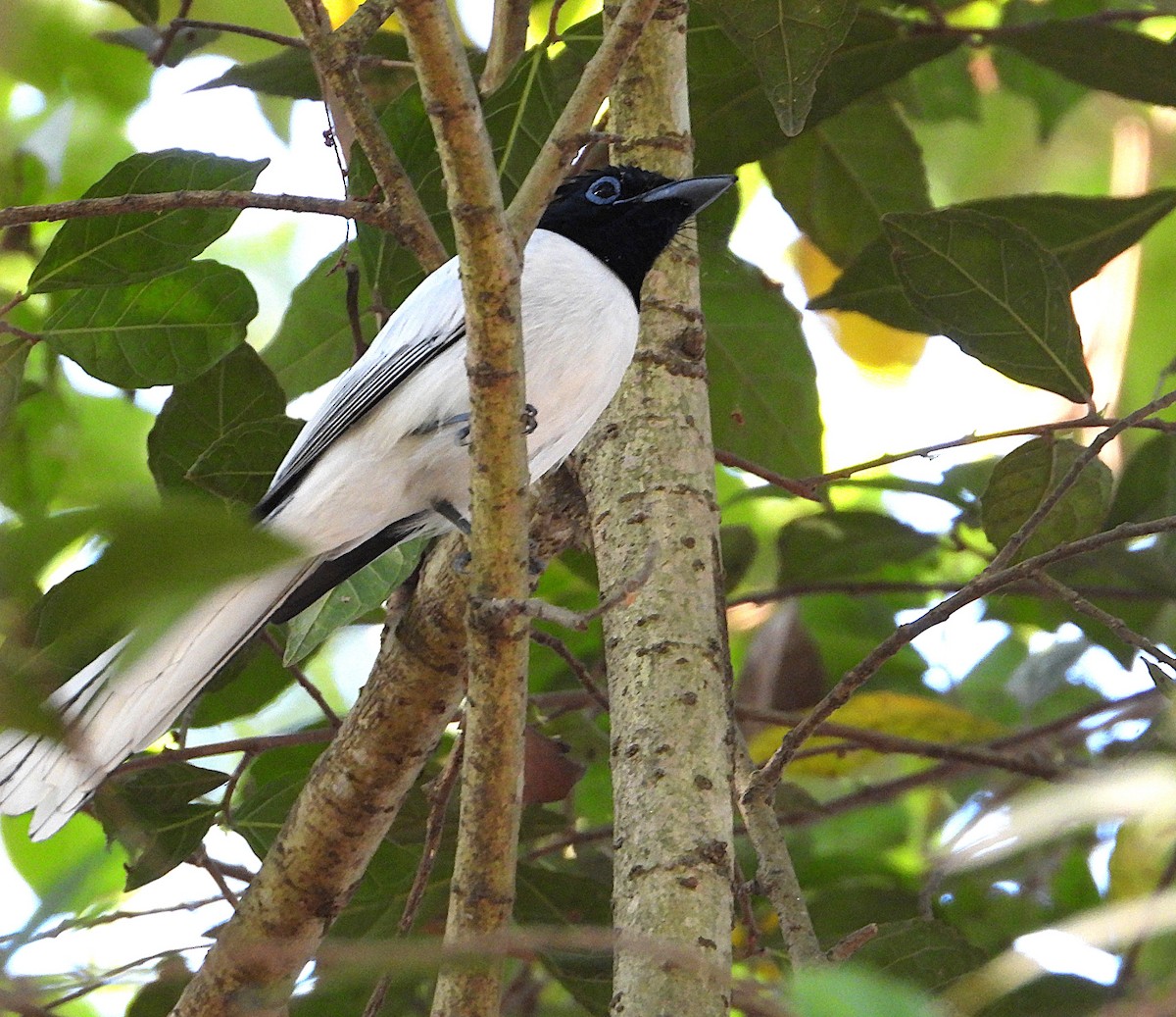 Indian Paradise-Flycatcher - ML637868324