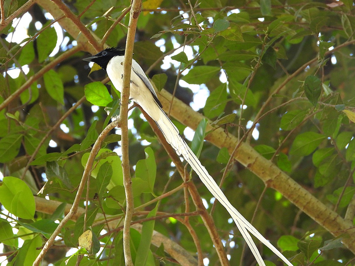 Indian Paradise-Flycatcher - ML637868325