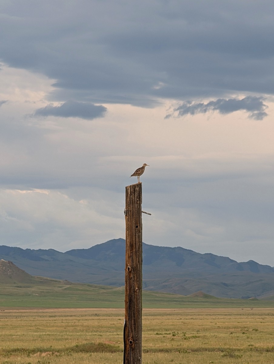 Upland Sandpiper - ML637868327