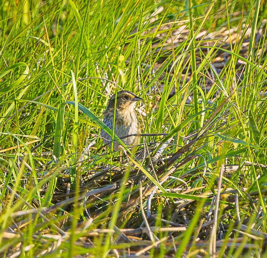 Nelson's Sparrow - ML637868328