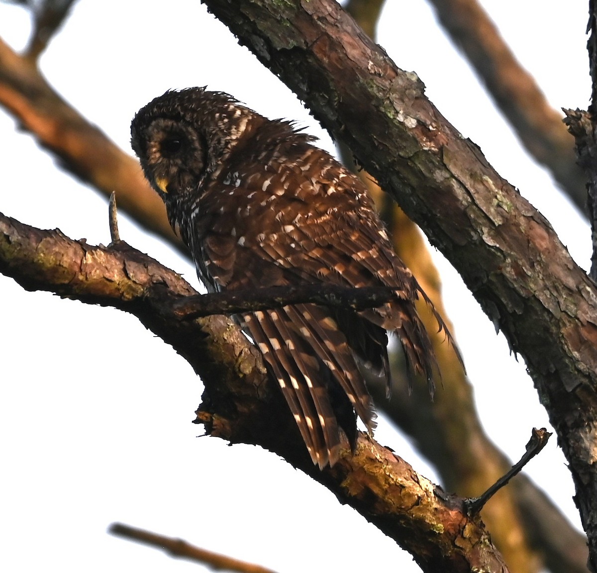 Barred Owl - ML637868331