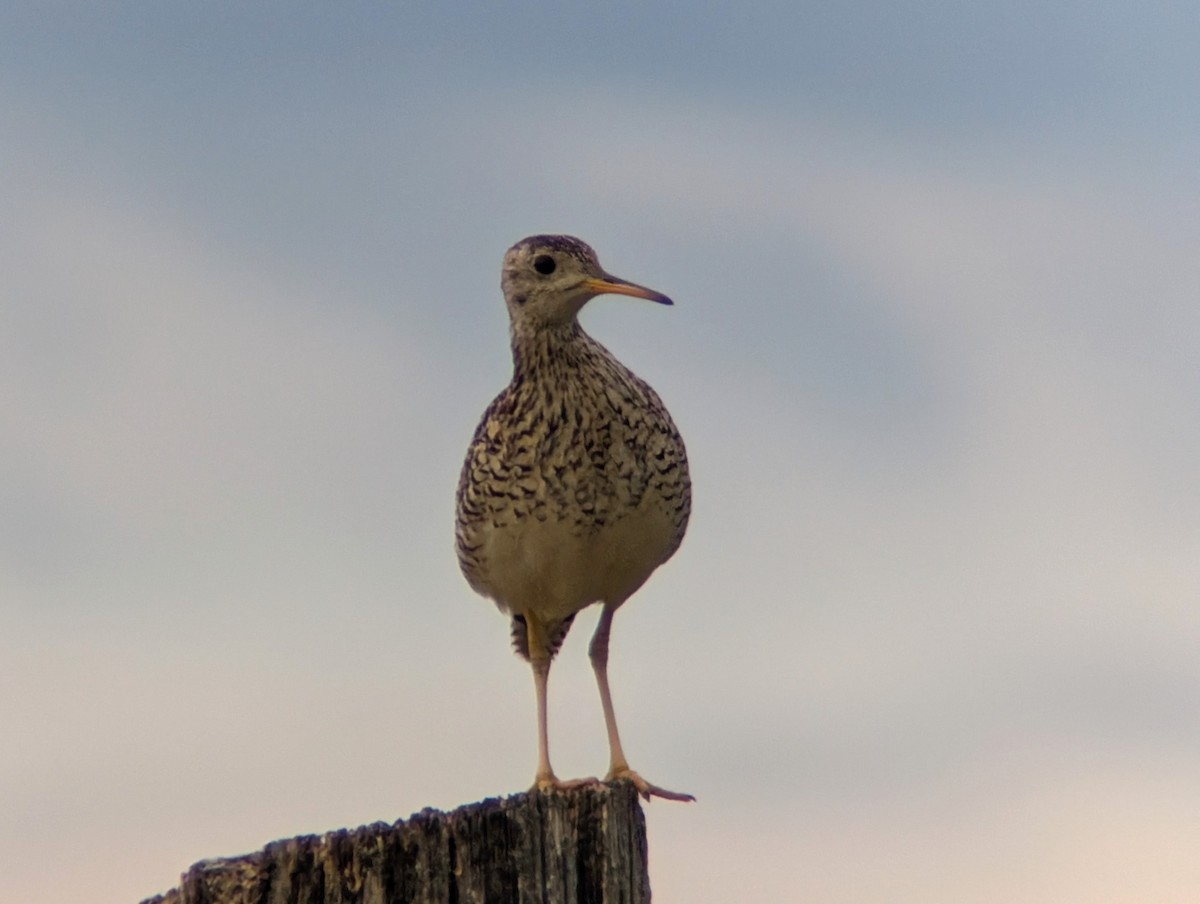Upland Sandpiper - ML637868332