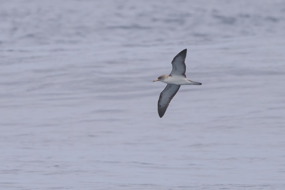 Cory's Shearwater - ML637868334