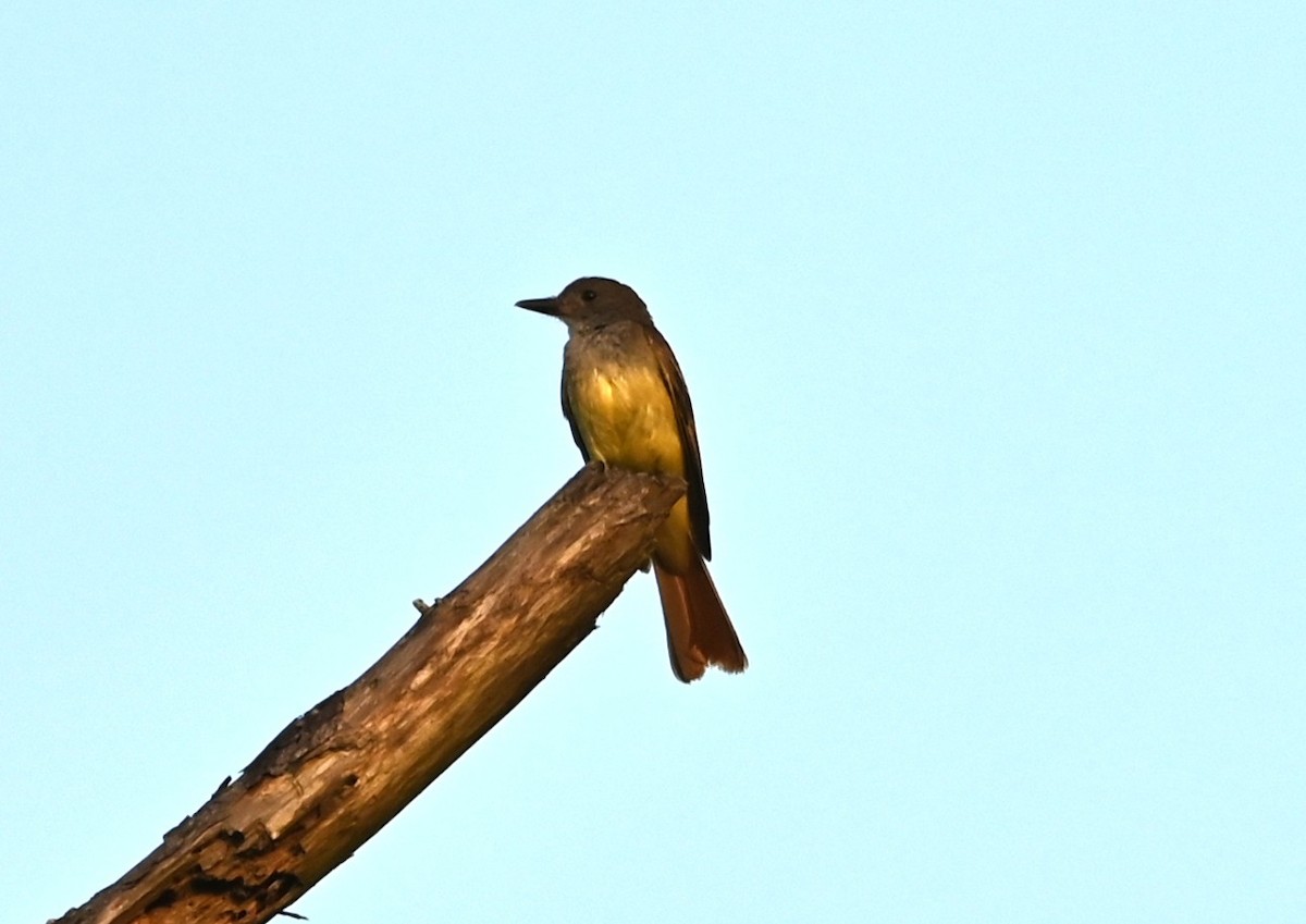 Great Crested Flycatcher - ML637868347