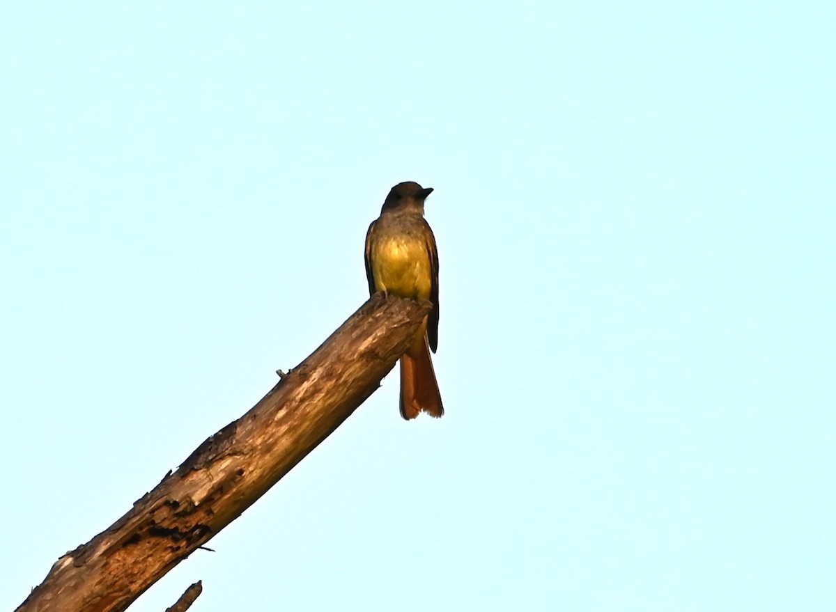 Great Crested Flycatcher - ML637868348