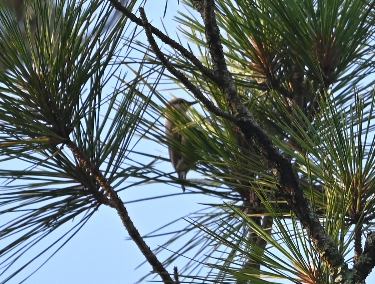 Brown-headed Nuthatch - ML637868361