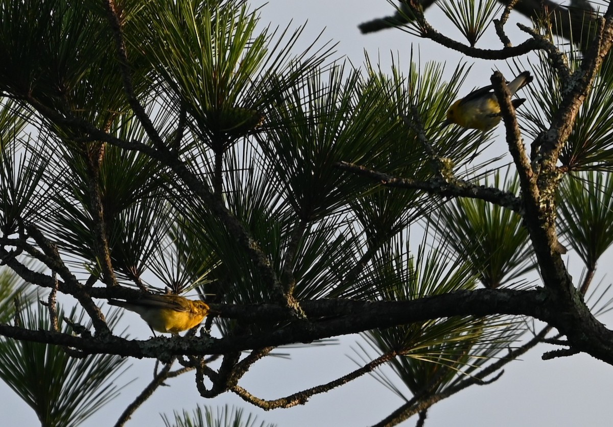 Prothonotary Warbler - ML637868363