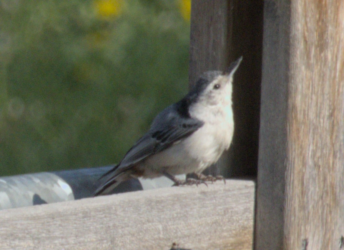 White-breasted Nuthatch - ML637868371