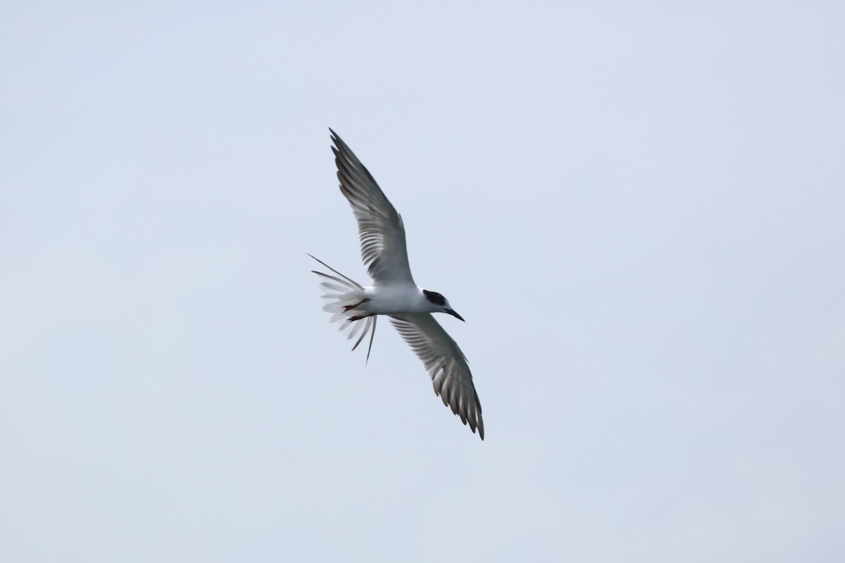 Common Tern - ML637868372