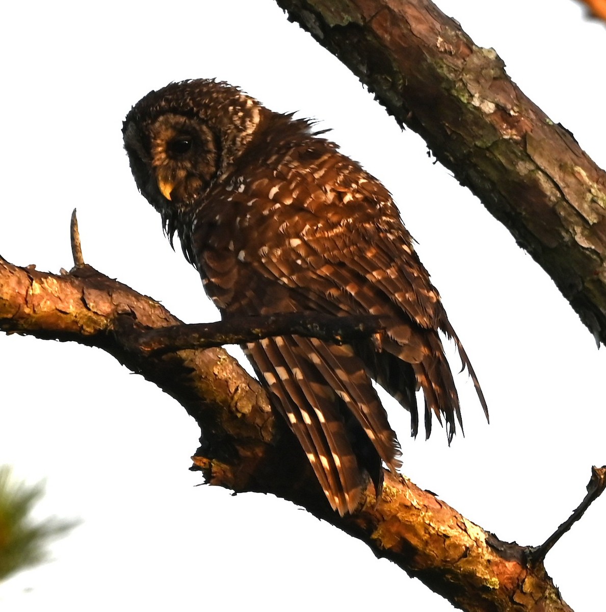 Barred Owl - ML637868373