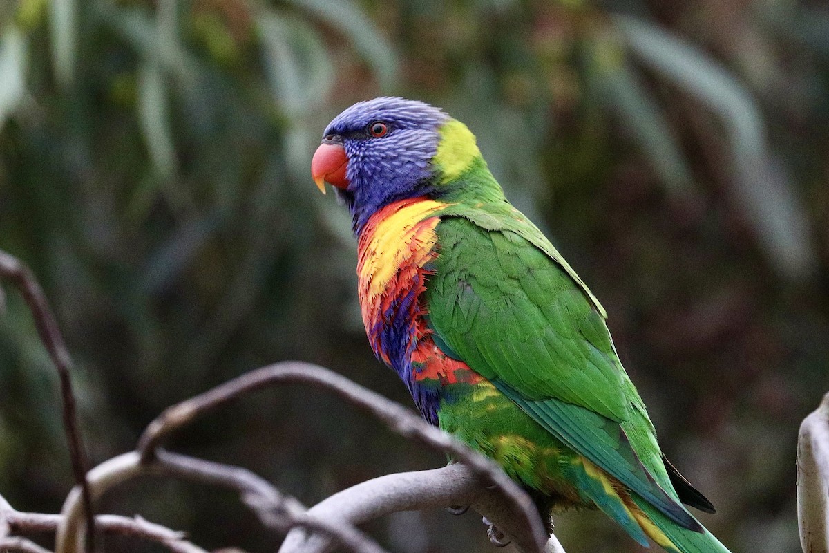 Rainbow Lorikeet - ML637868374