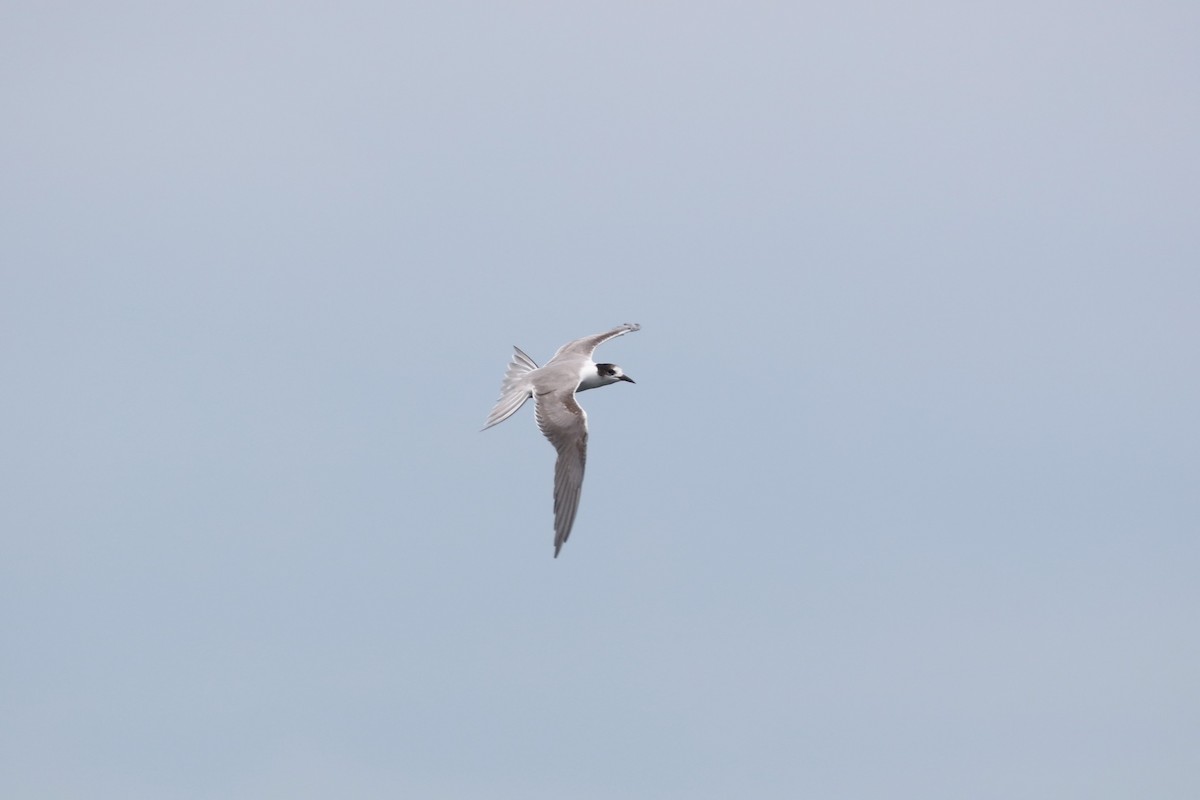 Common Tern - ML637868375