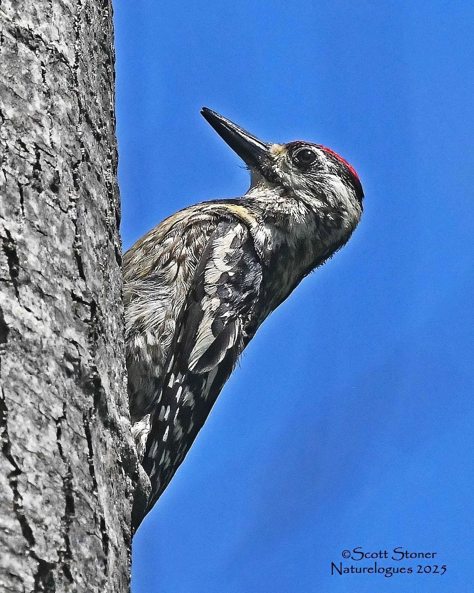 Yellow-bellied Sapsucker - ML637868376