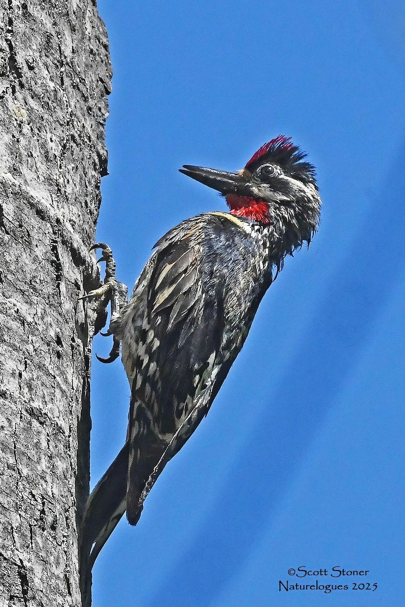 Yellow-bellied Sapsucker - ML637868377