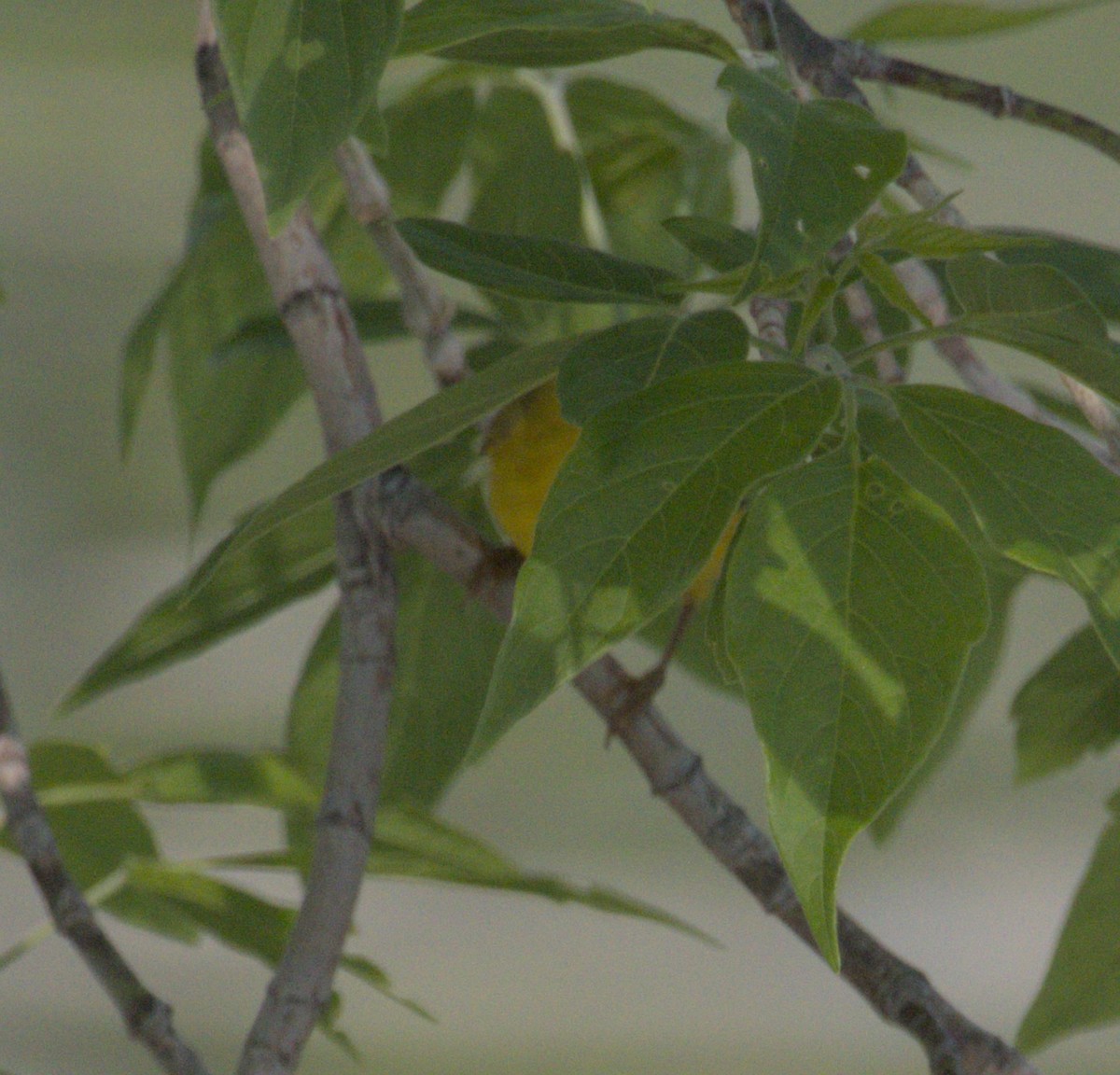 Yellow Warbler - ML637868378
