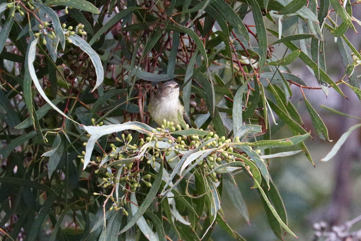 Weebill - ML637868379