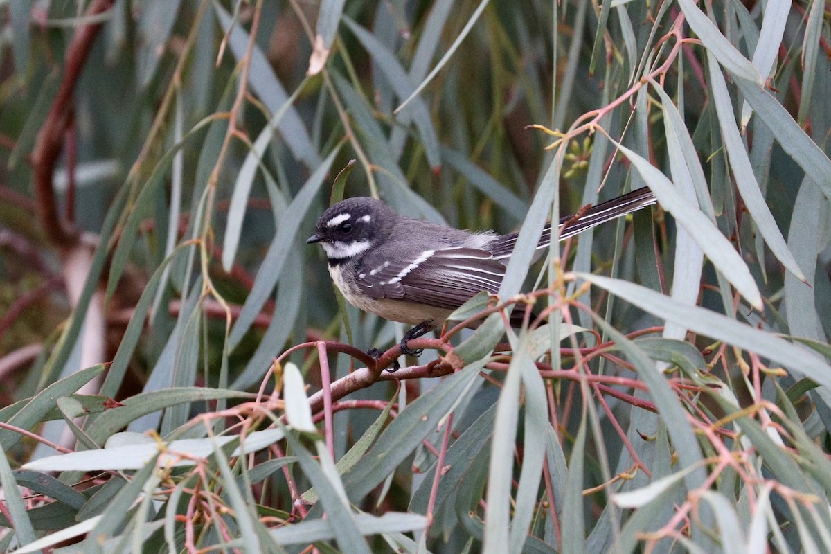 Gray Fantail - ML637868380