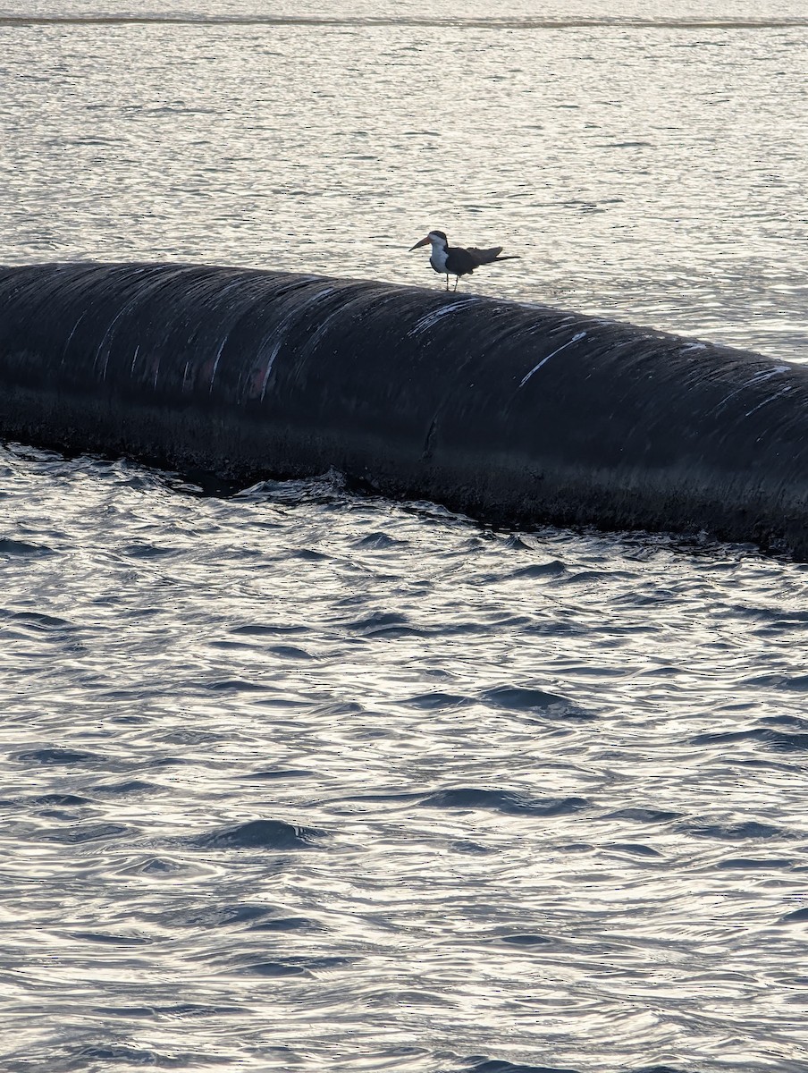 Black Skimmer - ML637868387