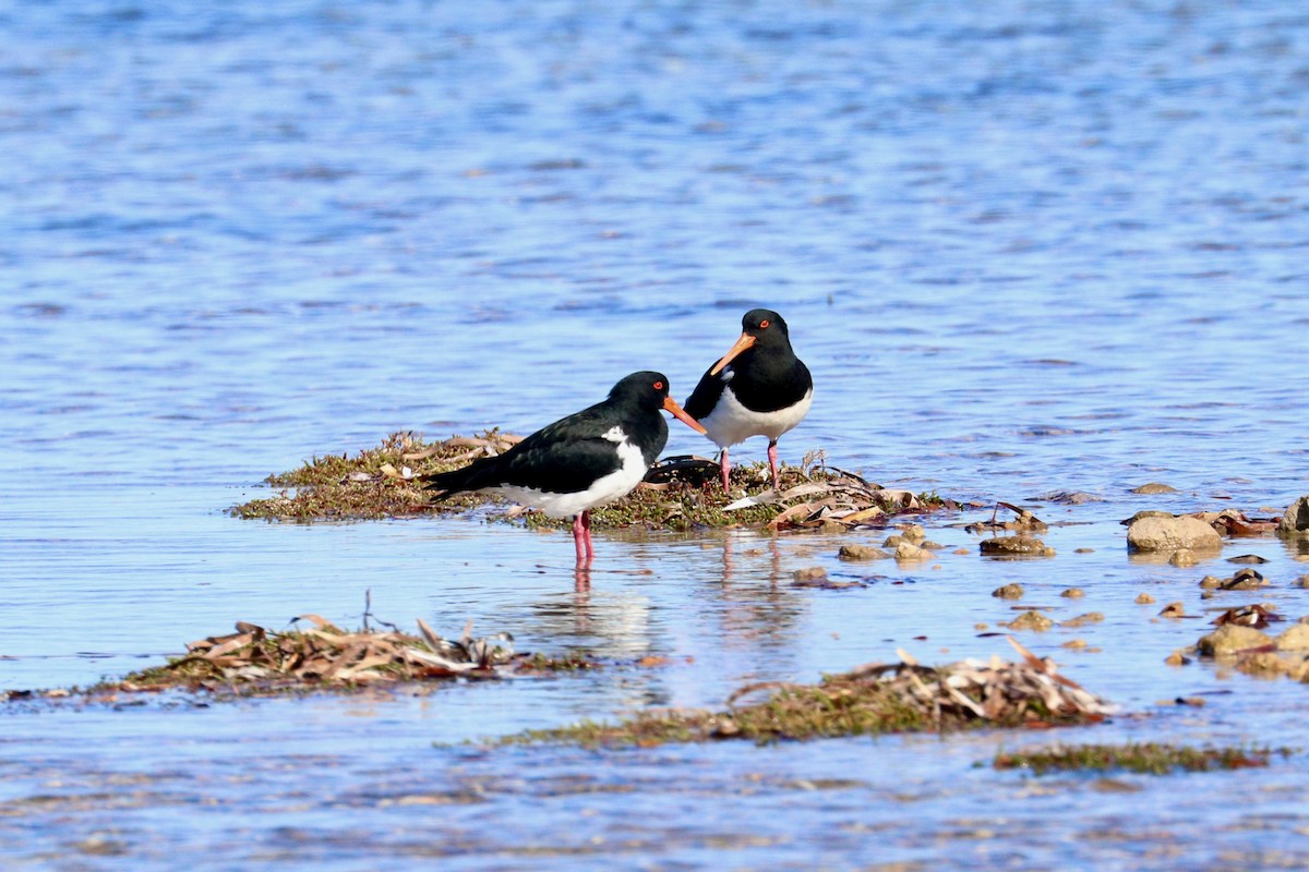 Pied Oystercatcher - ML637868388