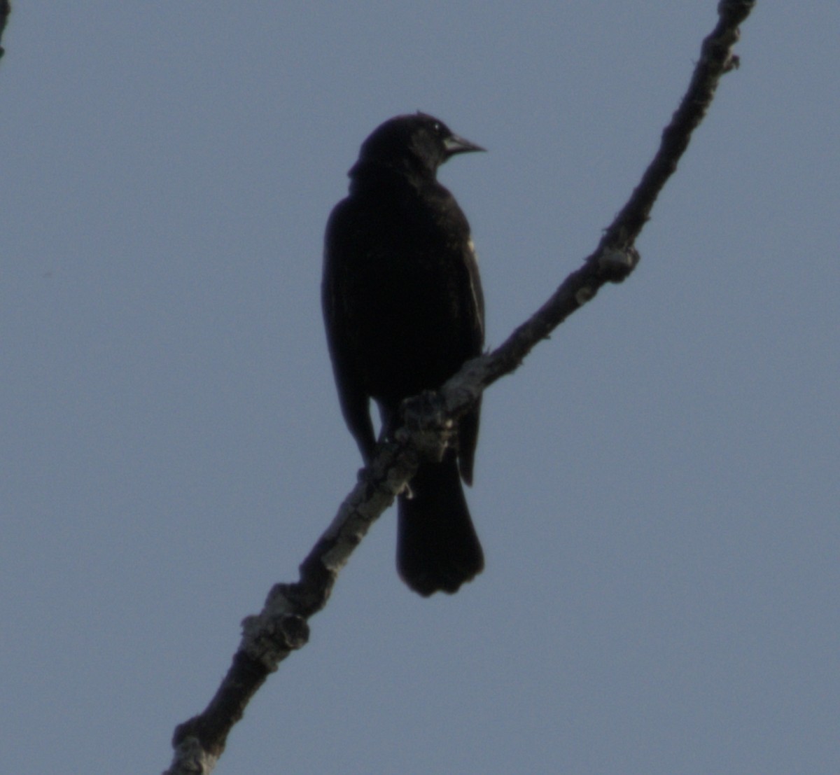 Red-winged Blackbird - ML637868389