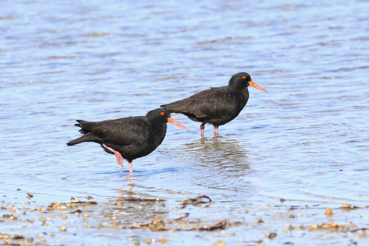Sooty Oystercatcher - ML637868390