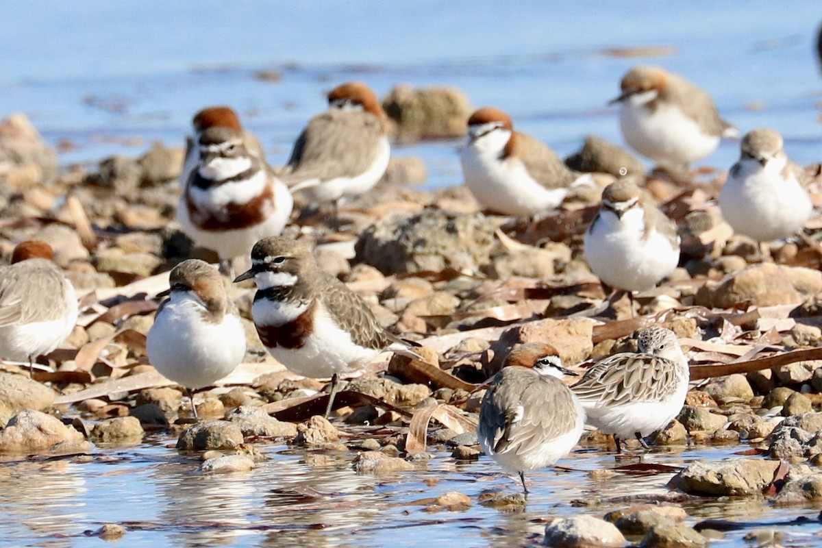 Double-banded Plover - ML637868398