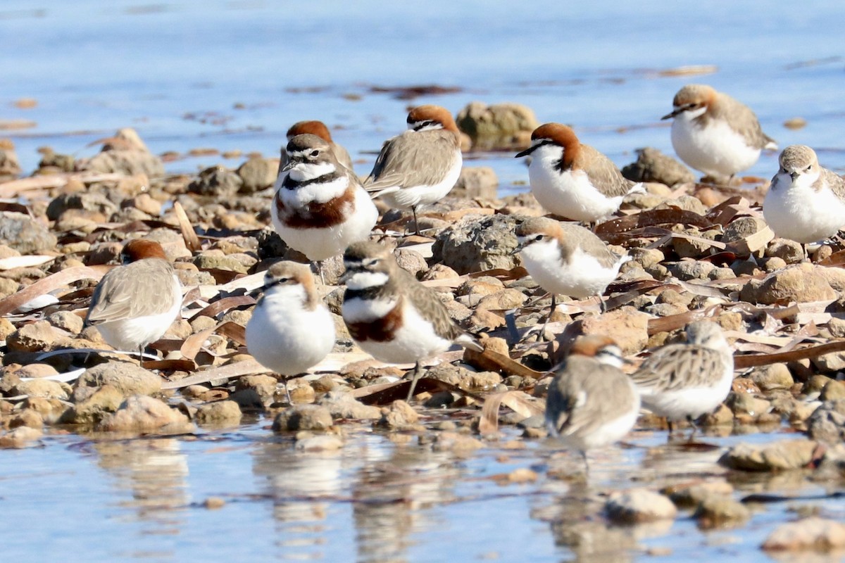 Double-banded Plover - ML637868399