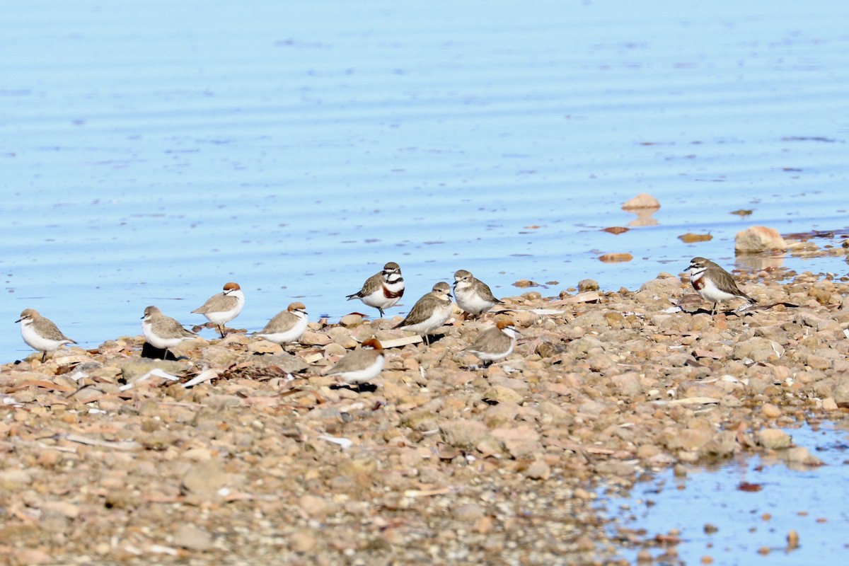Double-banded Plover - ML637868400
